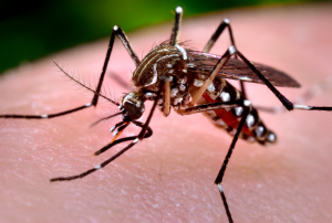 Tudo sobre - Dengue, Chikungunya e Zika